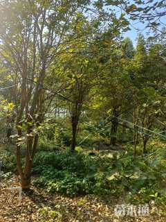 10公分黄花风铃木