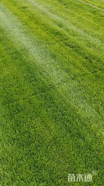 草毯状早熟禾草