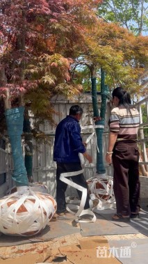高度300厘米羽毛枫