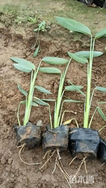 高度45厘米水竹芋