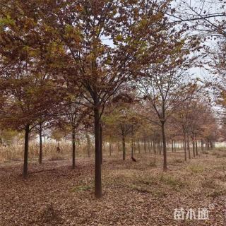 16公分榉树