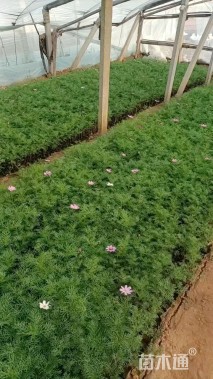 高度20厘米波斯菊