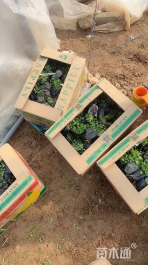 高度10厘米白三叶