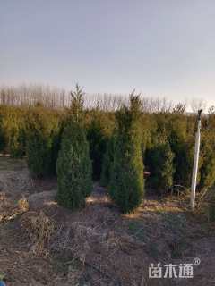 高度170厘米塔柏