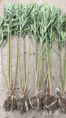 高度180厘米夹竹桃