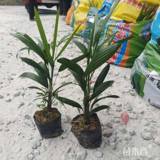 裸干高70厘米小叶棕竹