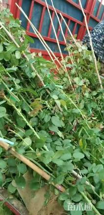 150厘米藤本欧月