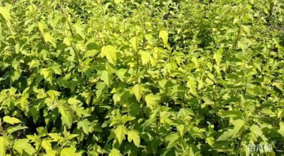 高度30厘米金叶风箱果