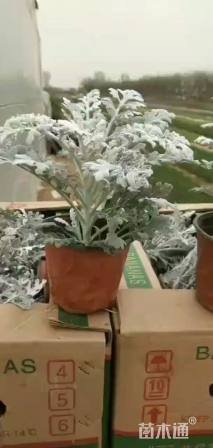 高度30厘米银叶菊