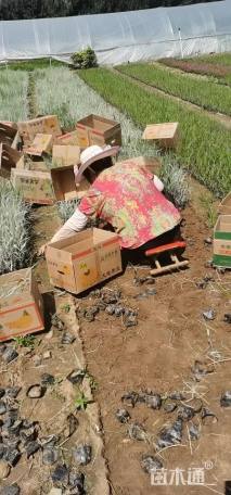 高度60厘米玉带草