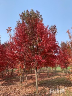 15公分美国红枫-秋火焰