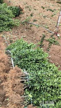 高度50厘米大叶黄杨