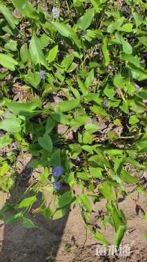 高度45厘米梭鱼草