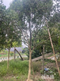 高度300厘米黄杨