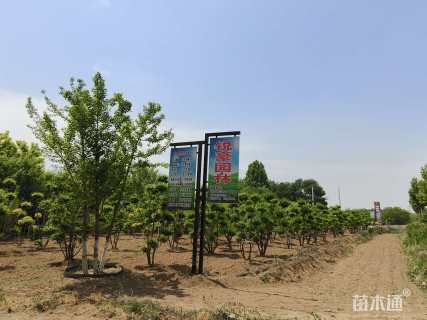 18公分金叶复叶槭