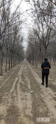 13公分桃叶卫矛