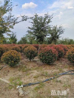 10公分高杆红叶石楠