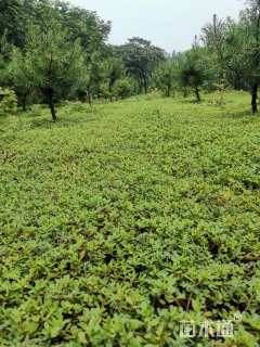 高度1500厘米白皮松