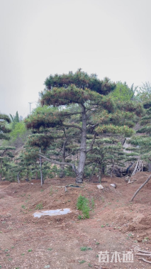 17公分泰山松