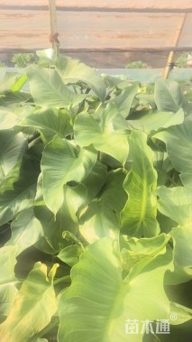 高度80厘米马蹄莲