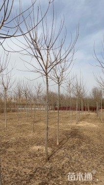 4公分金叶复叶槭