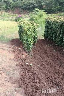 高度120厘米三角梅藤条