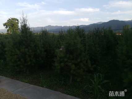 高度300厘米白皮松