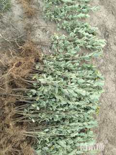 高度30厘米金边黄杨