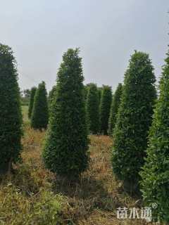 高度250厘米非洲茉莉