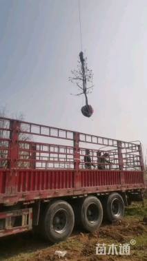 12公分柿树