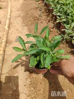 高度20厘米柳叶马鞭草