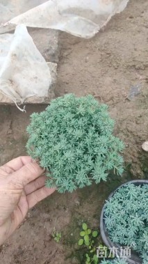 高度20厘米中华景天