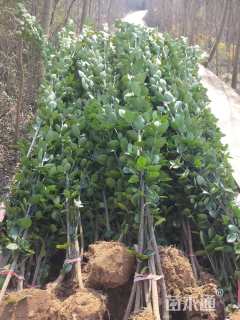 高度180厘米北海道黄杨