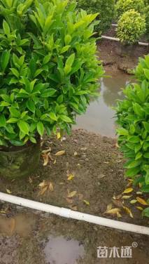 高度80厘米非洲茉莉球