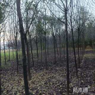 5公分紫叶稠李