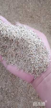 黑麦草种子