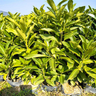 高度20厘米非洲茉莉