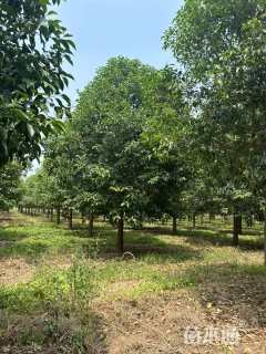 18公分大叶女贞