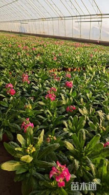 高度20厘米紫罗兰