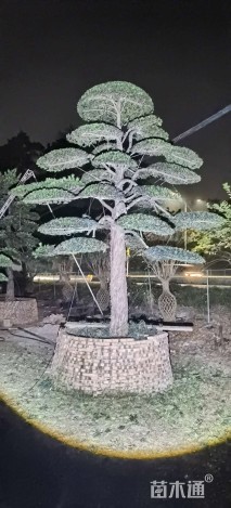 35公分台湾罗汉松