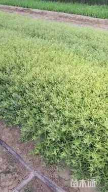 高度50厘米金叶莸