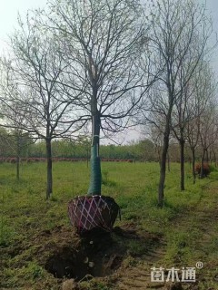 22公分精品地产乌桕