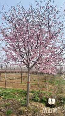 9公分江户彼岸樱