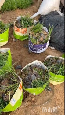 高度20厘米崂峪苔草