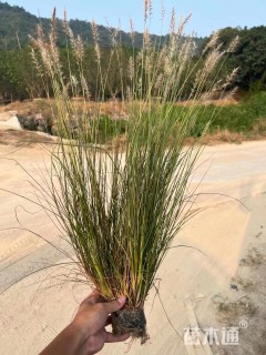 高度25厘米狼尾草