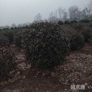 冠幅100厘米卫矛球