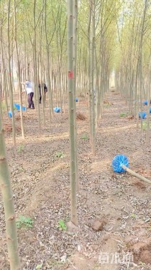 6公分竹柳