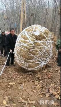 8公分七叶树