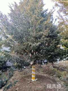 0.1公分东北红豆杉