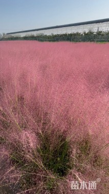 高度110厘米粉黛乱子草